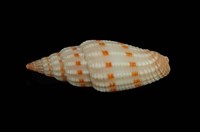 藏品(吸血蛹筆螺)的圖片